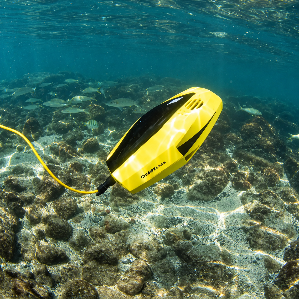 CHASING DORY image 5